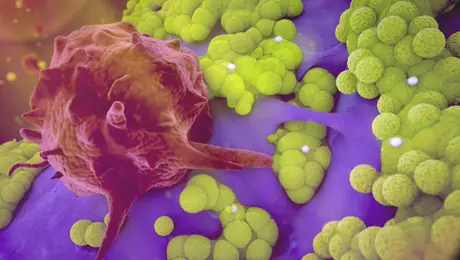 Biofilm Biofilm