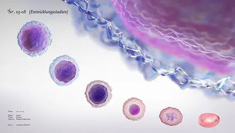 Blood cells Blood cells