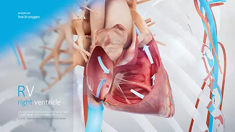 Heart Function