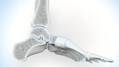 Ankle joint Ankle joint